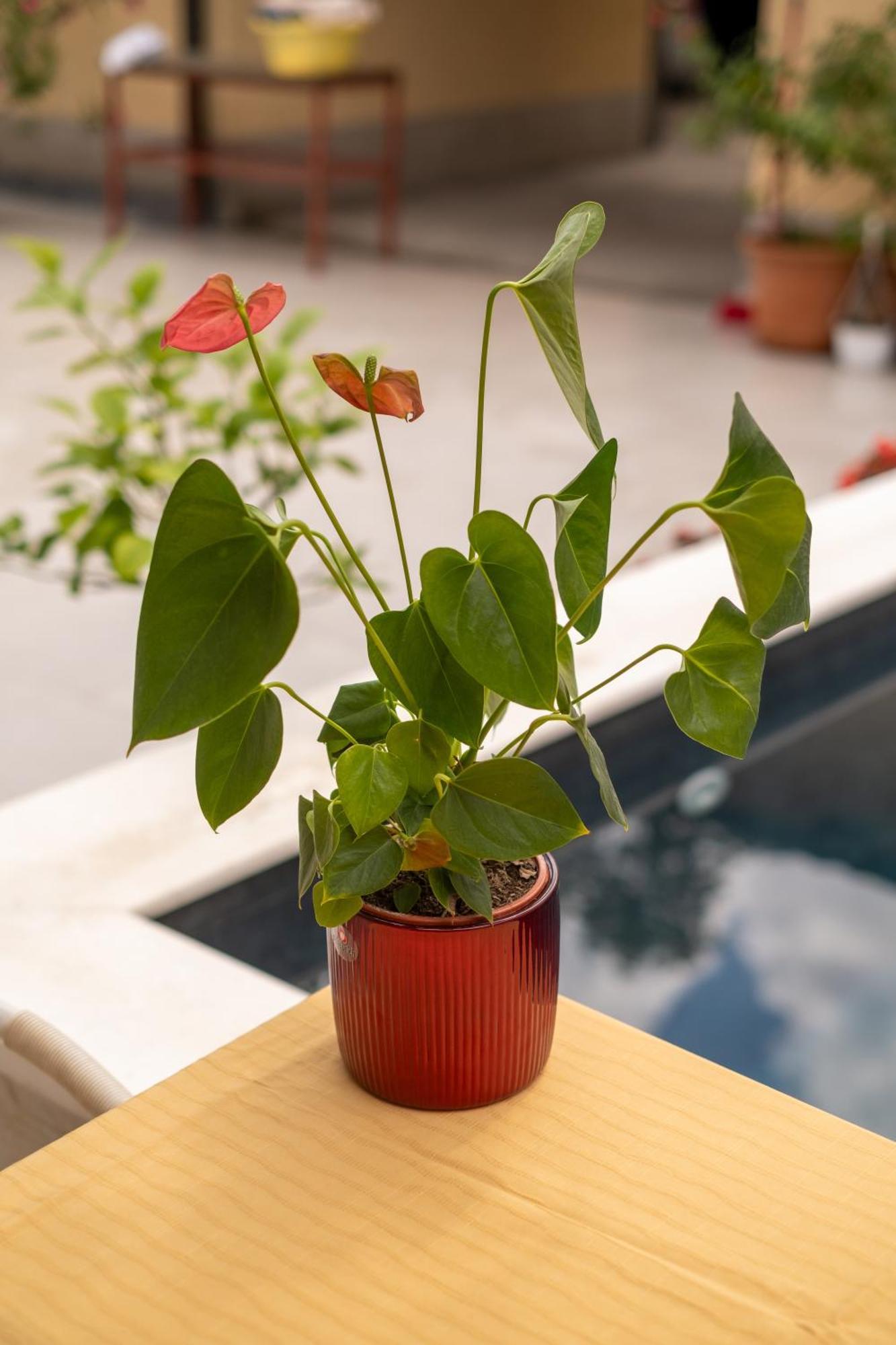 Guesthouse Rose Sarajevo Luaran gambar